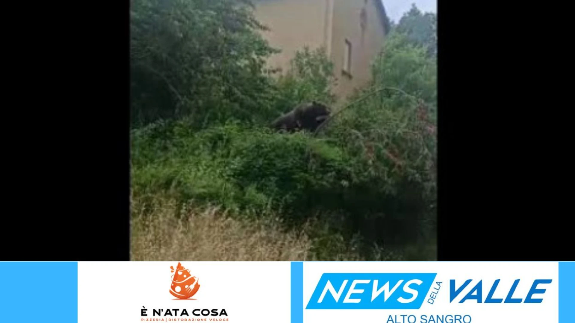 Pizzone: esemplare di orso marsicano avvistato nel pomeriggio. Il video virale fa il giro del web. L’Animale sradica una pianta di ciliegie e fa incetta di frutti. GUARDA IL VIDEO.